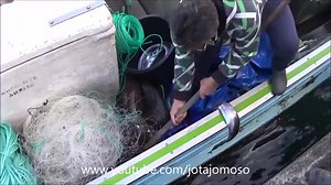 11K views · 111 reactions | Monkfish Lophius piscatorius | Sousa Jose | Facebook