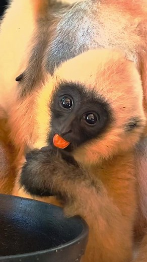 Happy 1st Birthday Celebration for Lolani at Akron Zoo