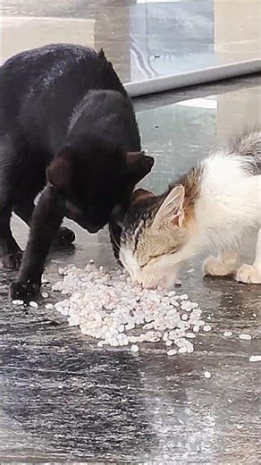 #piano #cat #cats #animallife #catshorts #cute #animallovers #petlovers #animals #catvideo #kitten