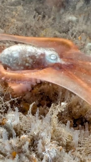 ❓What are your top 3 favorite animals? Bonus Question: Why? 🤔 🎥: @mr.seaoctopus ⏰ It takes milliseconds (faster than you can blink) for an octopus to command thousands of tiny color-changing cells! 💭 Can you imagine what this would feel like as a human? We have some ideas, but would love to hear yours! ⬇️ 🌈 What if your body produced waves of color every time you got goosebumps? (Or the chills?) 🤯 Goosebumps can appear when you’re cold or feel a strong emotion, such as fear, shock, worry, o