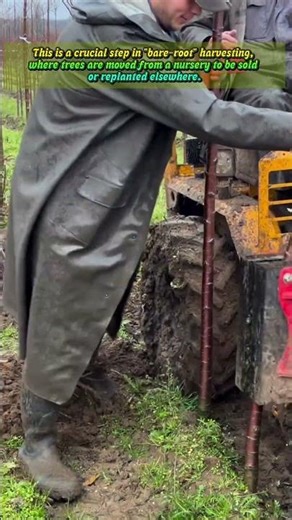 Efficient Tree Harvesting: Using a Specialized Nursery Root Lifter 🌳🚜 #shortsfeed
