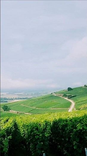 France's Sparkling 🍾 Exploring Reims Vineyard🤩 #reims #france #vineyards #champagne #wine