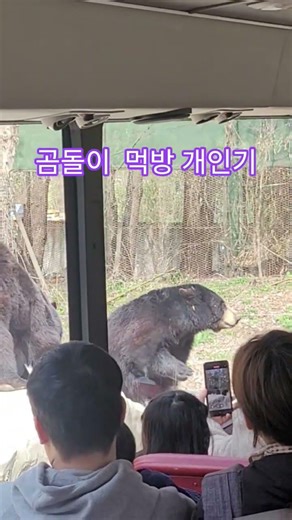 #곰돌이먹방 #곰들의재능 #대전오월드사파리투어 #대전오월드 #구독과좋아요필수 #황금거북이