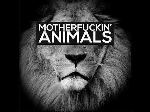 Martin Garrix Animals 1hour version