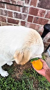 Mom in babysitting a stuffed animal! #creatorsearchinsights #fyp #viralvideo #dogsoftiktok | bustersworld4