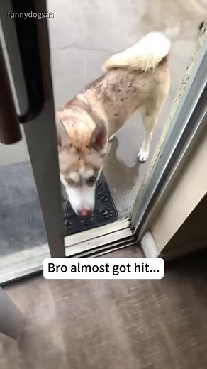 Dog's reaction to thunder. #dog#funny#funnyanimals#funnypets#animals | Pet's Store