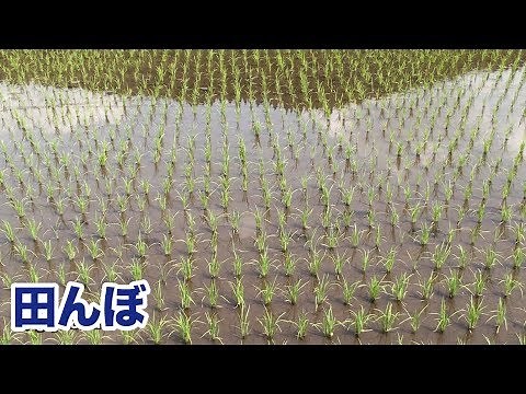 田んぼ 稲の成長タイムラプス「田植え〜稲刈りまで」