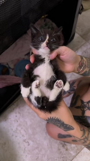 If you think you see rice near your kitten’s butt or in the litter box…THAT AIN’T RICE! 🤢 Learn to help kittens with tapeworms at KittenLady.org/tapeworms