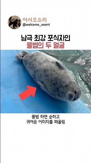 남극 최강 포식자인 물범의 두 얼굴