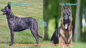 Dutch Shepherd vs. King Shepherd: A Comprehensive Comparison