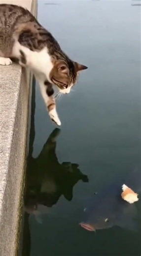 😱🐱 Cat Catches a Fish & Swims Out! You Won’t Believe This! 🐟💦#cat #catvideo #aigeneratedvideo
