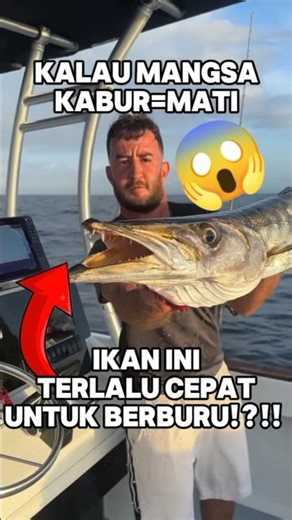 barakuda⚡🐟 #ikan #baracuda #barakuda #hewanbesar #faktamenarik #fishing #fyp #faktaunik #subscribe