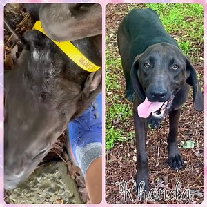 🎉RHONDA ADOPTED🎉 HCAS, 1688 Barber Road, Gainesville, GA ‼️🆘RHONDA will be EUTHANIZED after Sat., May 17 at 4 pm DEADLINE. I need an ADOPTER, RESCUE, or a *pre-approved FOSTER.🆘‼️ 🩷Rhonda🩷 🩷4 years old. 🩷Wow, SO very sweet. 🩷Craves human contact, but timid. 🩷Very shy, but making great progress in trust. 🩷Beautiful charcoal gray hound. 🩷A wonderful girl, but will need some time to adjust to her new home. Poor Rhonda came to us very underweight, but she’s put on some healthy pounds and