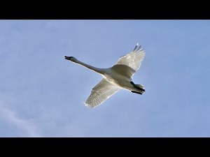 Skagit's Trumpeter Swans