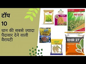 धान की सबसे ज्यादा पैदावार देने वाली वैरायटी |Dhan ka bij|peddy ka seed|Top 10 dhan ki seed