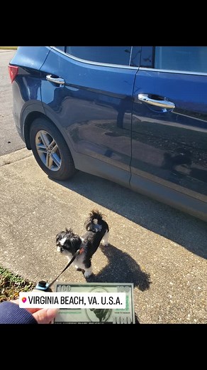 Check it out! We've partnered with @theestespawco for a $100 gift card giveaway! Hidden at a popular park in Virginia Beach, if you find it scan the QR code to redeem! Good luck! #giveaway #dogsofvirginiabeach #estespawco #treatyourdog | Team Dash and Splash | Facebook