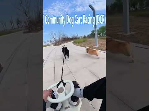 🐾 Community Dog Cart Racing DCR