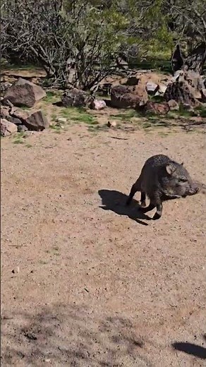 Javelina baby sounds like sheep #javelina, #javelinas, #desertanimals