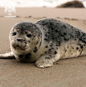 217K views · 498 reactions | Our planet needs us to work together to tackle climate change.  The UK Government is accelerating plans to decarbonise across the UK, supporting more than 100,000 green jobs and investing over £3 billion. #TogetherForOurPlanet #COP26Ambition | UK Government Scotland | Facebook