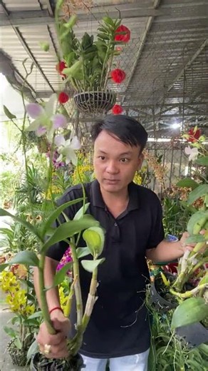 (Tham Khảo Mặt Hoa ) Hotline:090.317.7978 ☎️☎️