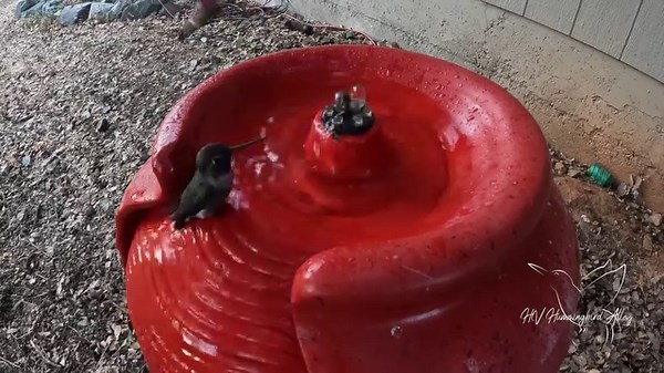 198K views · 17K reactions | Note: Due to all the questions it is important to know this fountain is filled with water only. If you are interested in purchasing it, you can search for "red fountain" and you may find it with a few retailers. However don't expect these results, I live in a hot dry area so the birds here love water. | HV Hummingbird Alley | Facebook