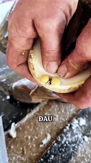 Cắt móng ngựa có đau không?