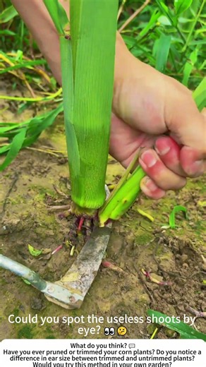 Trimming Corn Suckers – A Small Cut, A Big Difference 🌽🧑‍🌾
