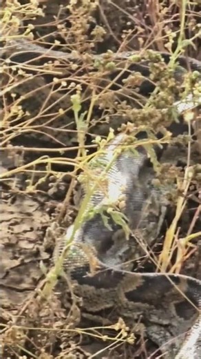 Monster African Rock Python Caught on Camera