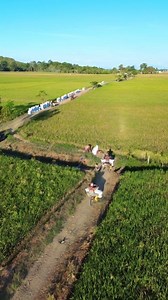 958K views · 15K reactions | Cara kerja ojek gabah  | Fikram kajili jili | Facebook