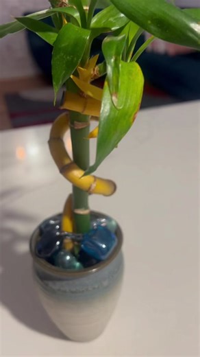 How to Save a Dying Bamboo Plant: Tips to Revive Lucky Bamboo