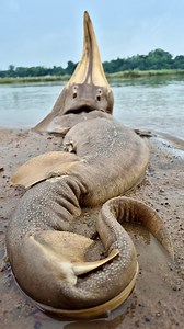 407K views · 1.5K reactions | Amazing big stuck monster fish catching by hand #fish #fishing #video #reels | Discovery Site | Facebook