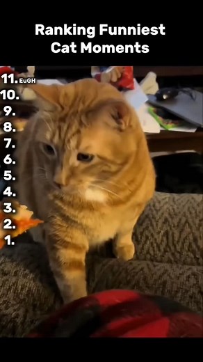 1K views · 76 reactions | Ranking funniest cat Moments #gf #bf #relationship #relatable #cat #cats #meme | PetMeme Lab | Facebook