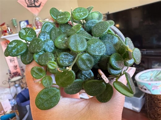 Hoya Serpens Plant – Rooted, Actively Growing Specimen - Etsy