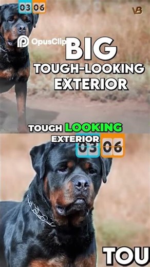 Rottweiler Training: One of the Easiest Breeds with Patience! #shorts
