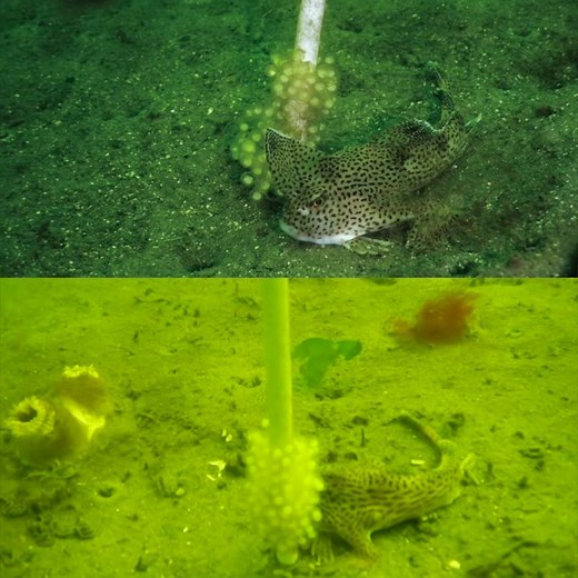 A spotted handfish protecting her eggs. Divers have confirmed the rare species, found only in the River Derwent, have laid hundreds of eggs around tiny ceramic poles, inserted into the seabed a few months ago. The species' natural breeding habitats — stalked ascidians, also known as 'sea squirts' — have been decimated by the invasive North Pacific Sea Star. Made from fine white porcelain and baked in a kiln at 1,280 degrees Celsius the ceramic artificial spawning habitats (ASH) mimic the natural