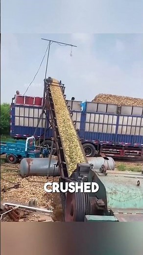 How Trees Turn Into Engineered Wood Panels