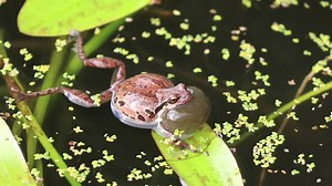 Sound up to hear Pacific tree frogs calling at our Arctic fox habitat. The frogs are more vocal and active during breeding season. These are male Pacific tree frogs trying to call in females to the pond for breeding. 🐸 | Point Defiance Zoo & Aquarium