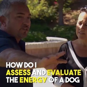 91K views · 1.3K reactions | There are 12 energies dogs can exhibit. Here we are demonstrating 2 of them, excited and anxious  | Cesar Millan | Facebook