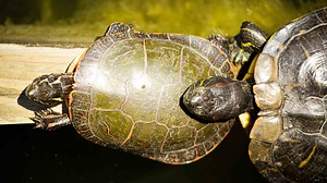 It’s World Turtle Day, Let’s Shellebrate Illinois’ Homegrown Species