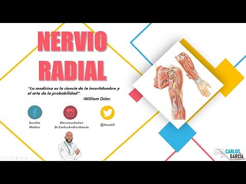 Anatomy - Radial Nerve (Path, Branches and Injury)