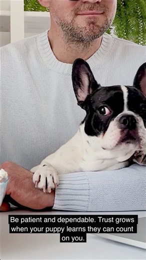 5 Easy Ways to Build Trust With Your Boston Terrier Puppy