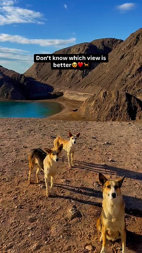 Chasing views and good company❤️🌄 🎥: @ mo7med__gad via tiktok 📍Taba, Egypt What’s the best part about this scene?😍 | MyEgypt