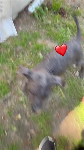 #xoloescuincle #xoloitzcuintle #atlanta #adn