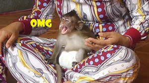 1.4K views · 90 reactions | Omg || Johnny is so sleepy and open his big mouth when grandpa visit him and playded | My Monkey Jonny | Facebook