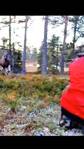 magnificent shot of wild moose hunting#moose#hunting#chase#wildlife#deer