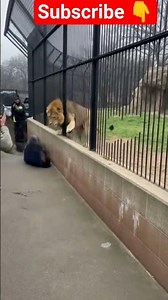 "😱Lion Attack in Zoo – Real Footage Warning😱"