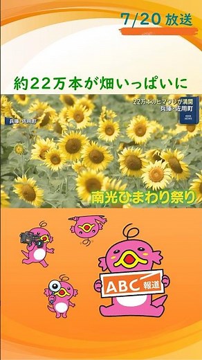 「癒やされます」約22万本が畑いっぱいに 兵庫・佐用町でヒマワリ満開