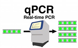【分子生物学】实时定量PCR （qPCR）