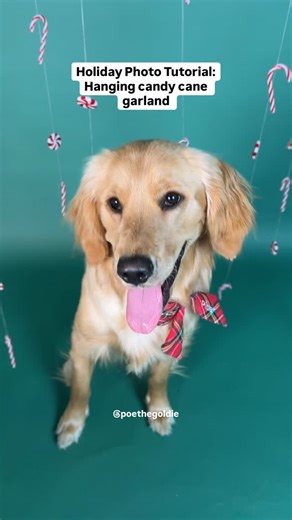 🎄Try our candy cane garland photo idea this Christmas for some fun and cute holiday pics Bandana Lady bow/collar @thefoggydog - Use code POE10 to save You’ll need: 🎁 Background- We used a backdrop, however a plain wall would do just fine 🎁 Long bars- we used backdrop bars, however you can also use a pipe or broom handle for the bars. Also don’t mind our crooked backdrop bar lol 😂 Mahm put it together wrong and it slipped down mid shoot…so we just went with it 🎁 Stretchy clear string (our pa
