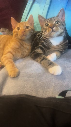 DTails UK (@dtailsuk)’s videos with I Love My Kitty Cat - Parry Gripp